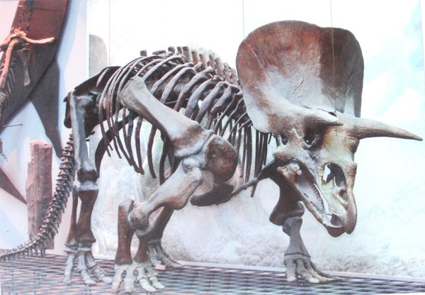 Triceratops Postkarte